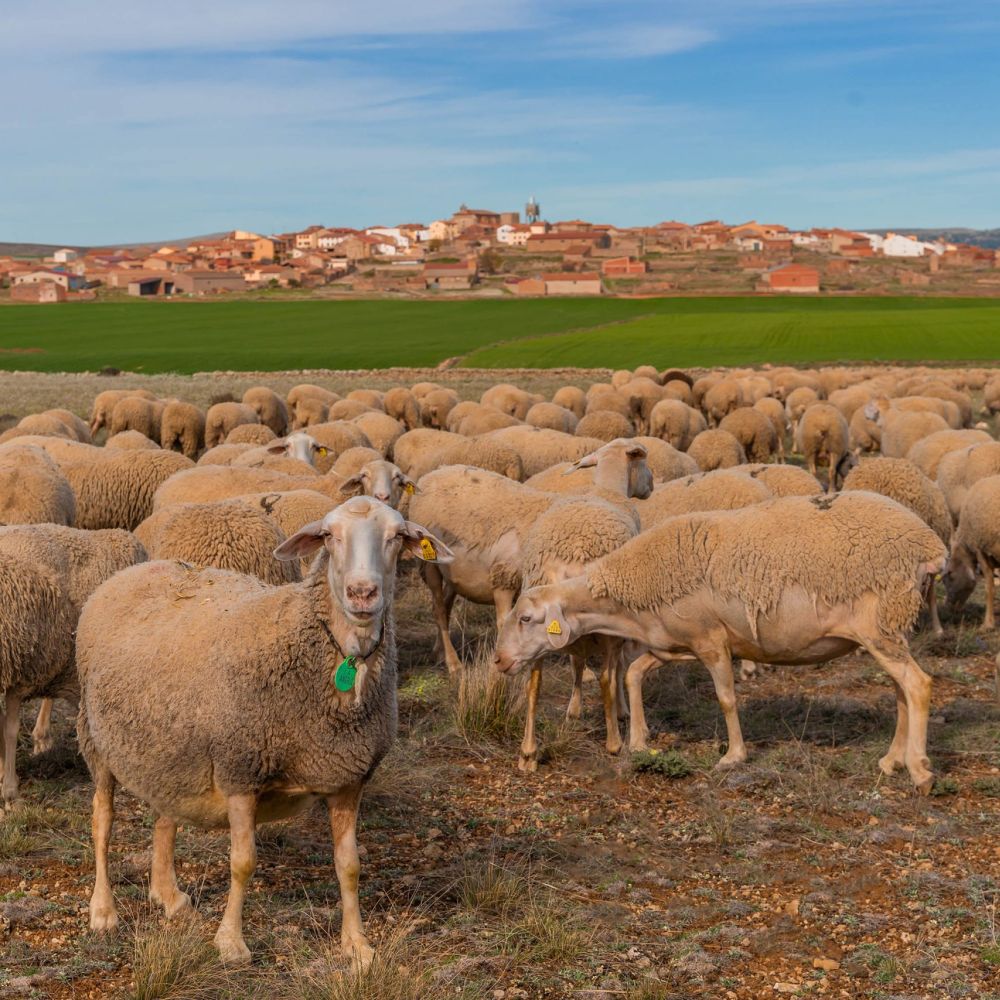 Ayuntamiento Argente - foto entorno del pueblo